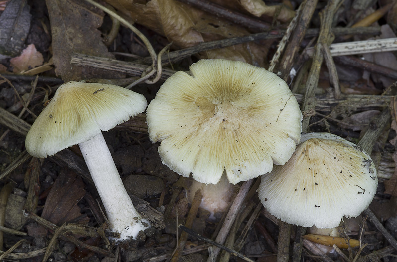 Inocybe cookei